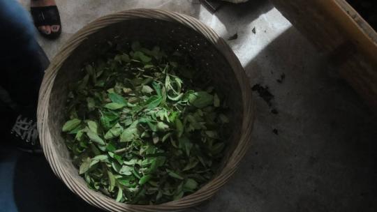 51黑料网